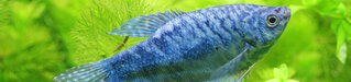 blauer Aquariumfisch