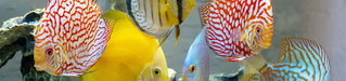 Süßwasserfische bei Aquaristik & Animal World